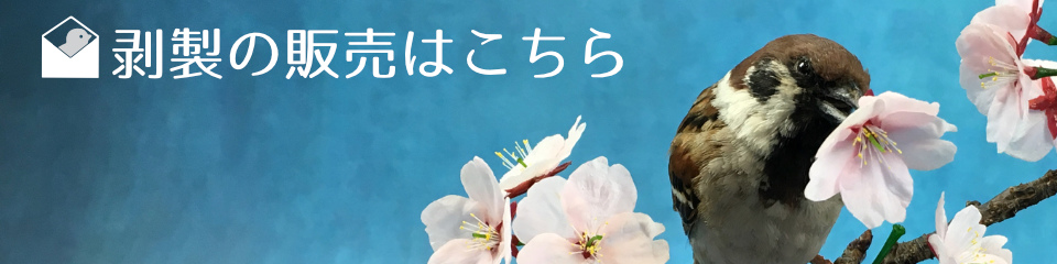 標本・剥製制作の浜口標本の標本はこちらからご購入可能です。